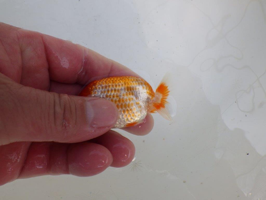 【愛知M 様作　当歳らんちゅう 期間限定販売】綺麗な柄の更紗、背も綺麗！　約7,5㎝　性別不明