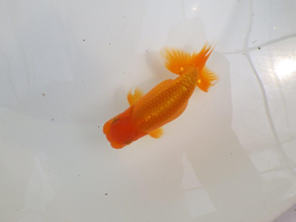 【全国大会西大関獲得ブリーダー 】尾型＆背の綺麗な二歳らんちゅう約13㎝オス