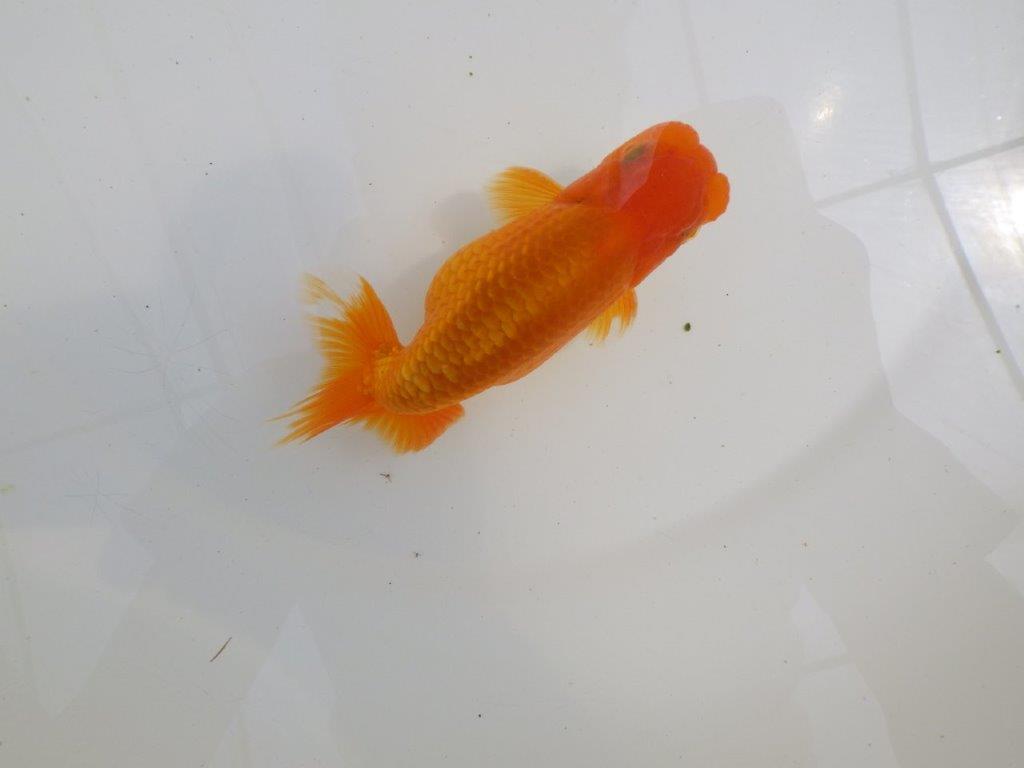 【全国大会西大関獲得ブリーダー 】尾型＆背の綺麗な二歳らんちゅう約13㎝オス
