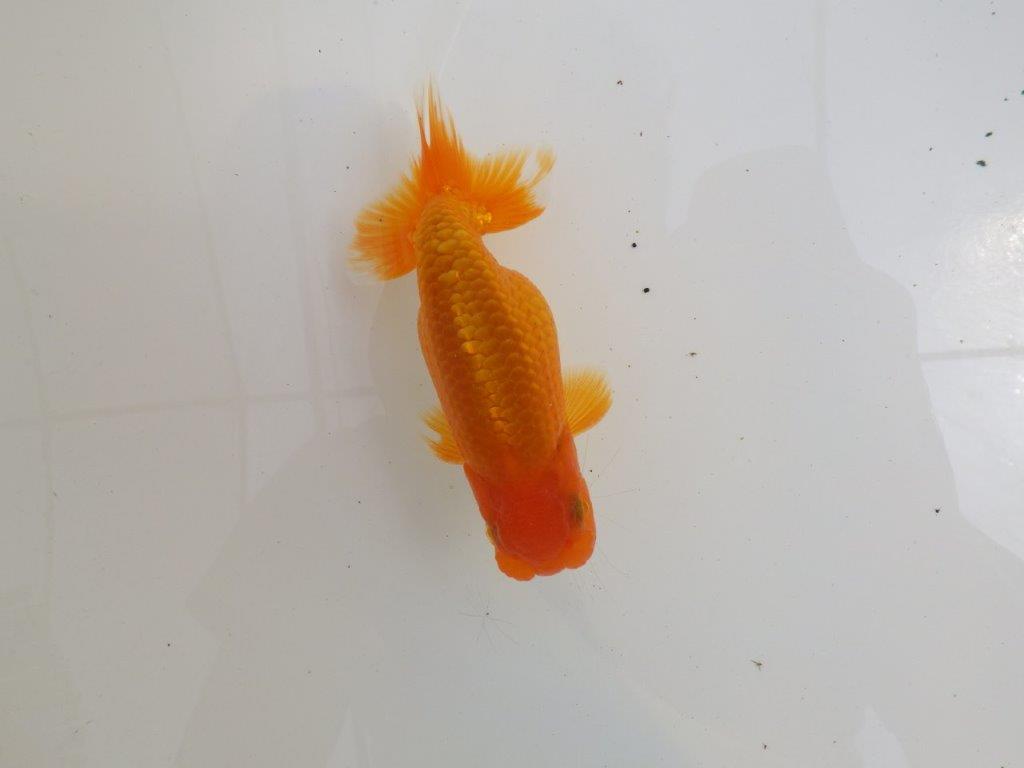 【全国大会西大関獲得ブリーダー 】尾型＆背の綺麗な二歳らんちゅう約13㎝オス