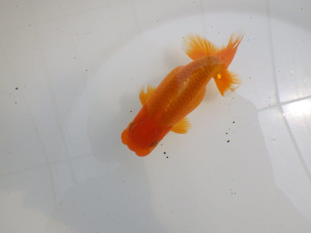 【全国大会西大関獲得ブリーダー 】尾型＆背の綺麗な二歳らんちゅう約13㎝オス