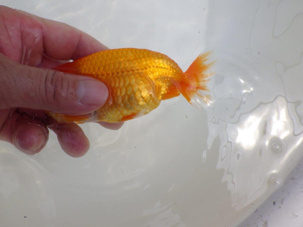 【全国大会西大関獲得ブリーダー 】尾型＆背の綺麗な二歳らんちゅう約13㎝オス