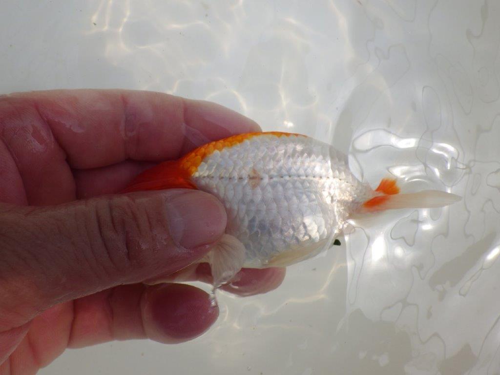 【全国大会西大関獲得ブリーダー 】綺麗な柄と粋な尾型!二歳らんちゅう約12㎝オス