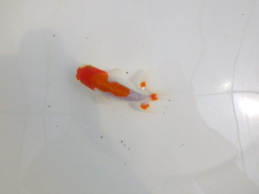 【全国大会西大関獲得ブリーダー 】綺麗な柄と粋な尾型!二歳らんちゅう約12㎝オス