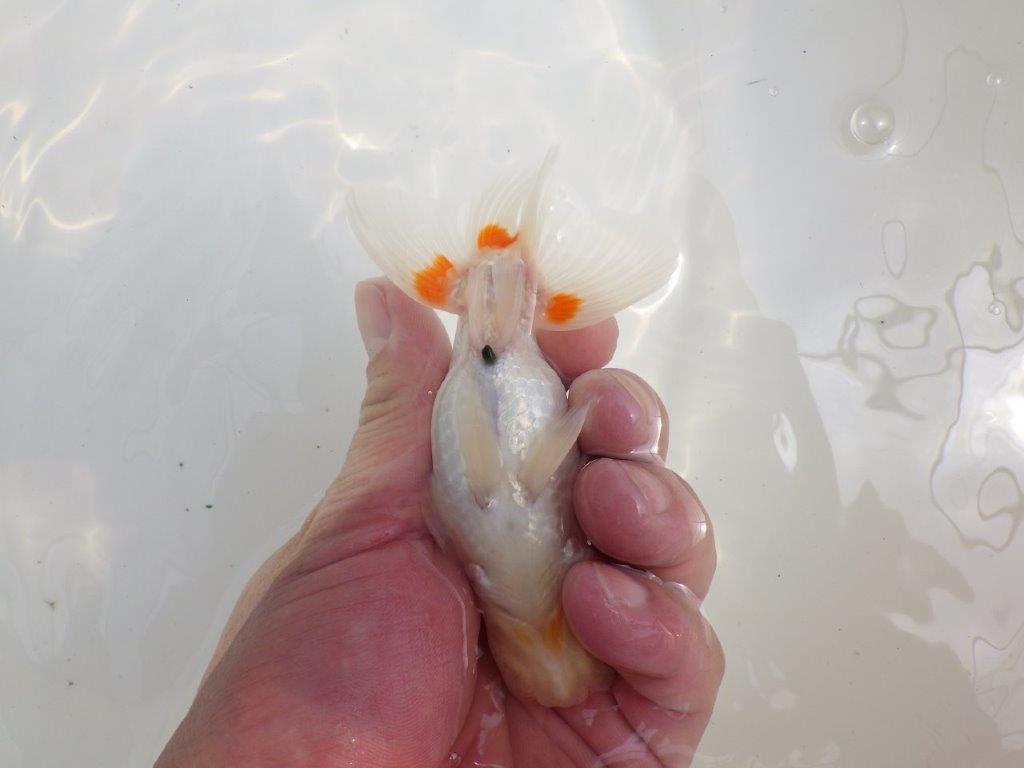 【全国大会西大関獲得ブリーダー 】綺麗な柄と粋な尾型!二歳らんちゅう約12㎝オス