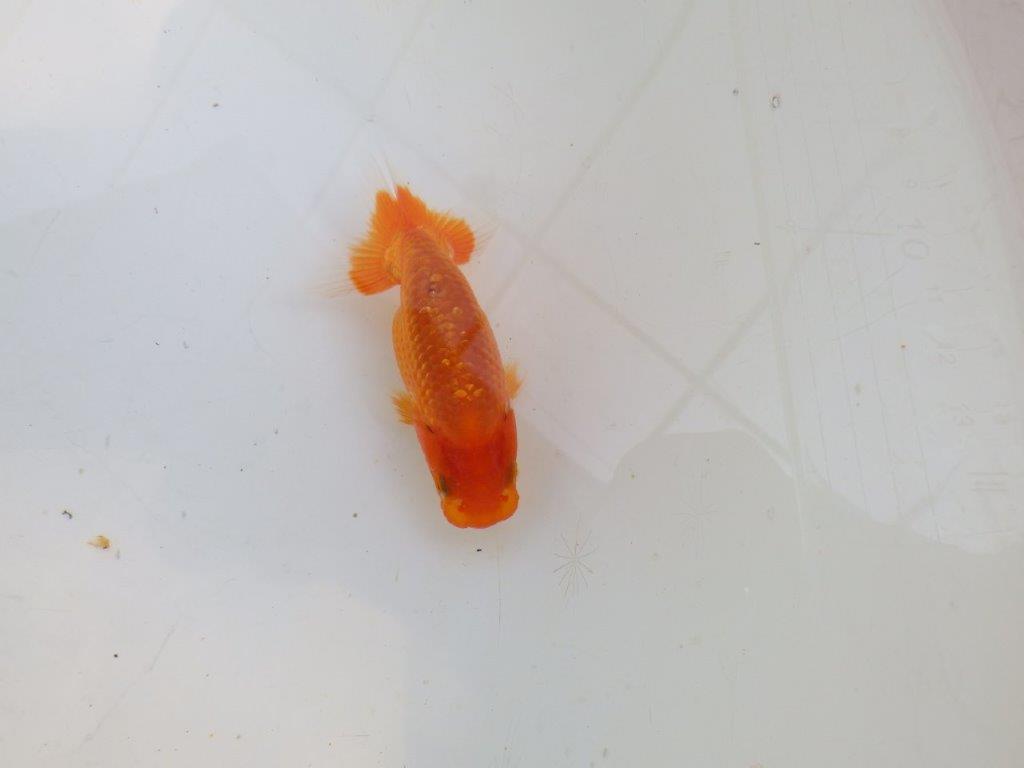 【愛知M 様作　当歳らんちゅう 期間限定販売】雰囲気の良い魚　約8㎝　性別不明