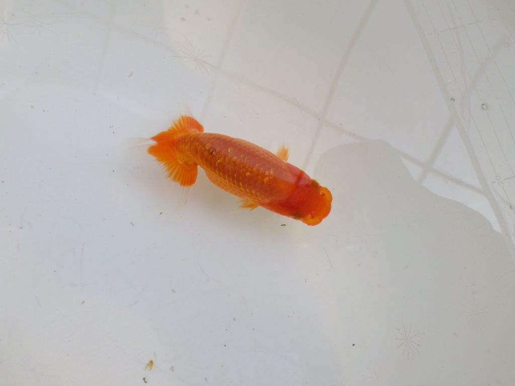 【愛知M 様作　当歳らんちゅう 期間限定販売】雰囲気の良い魚　約8㎝　性別不明