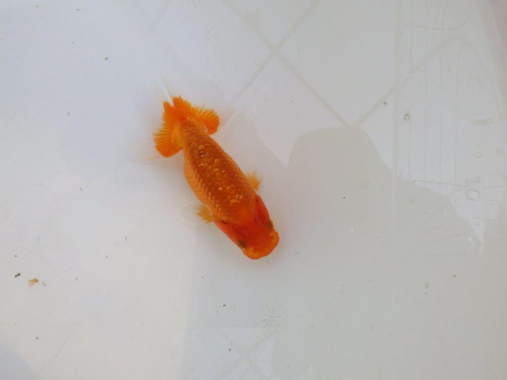 【愛知M 様作　当歳らんちゅう 期間限定販売】雰囲気の良い魚　約8㎝　性別不明