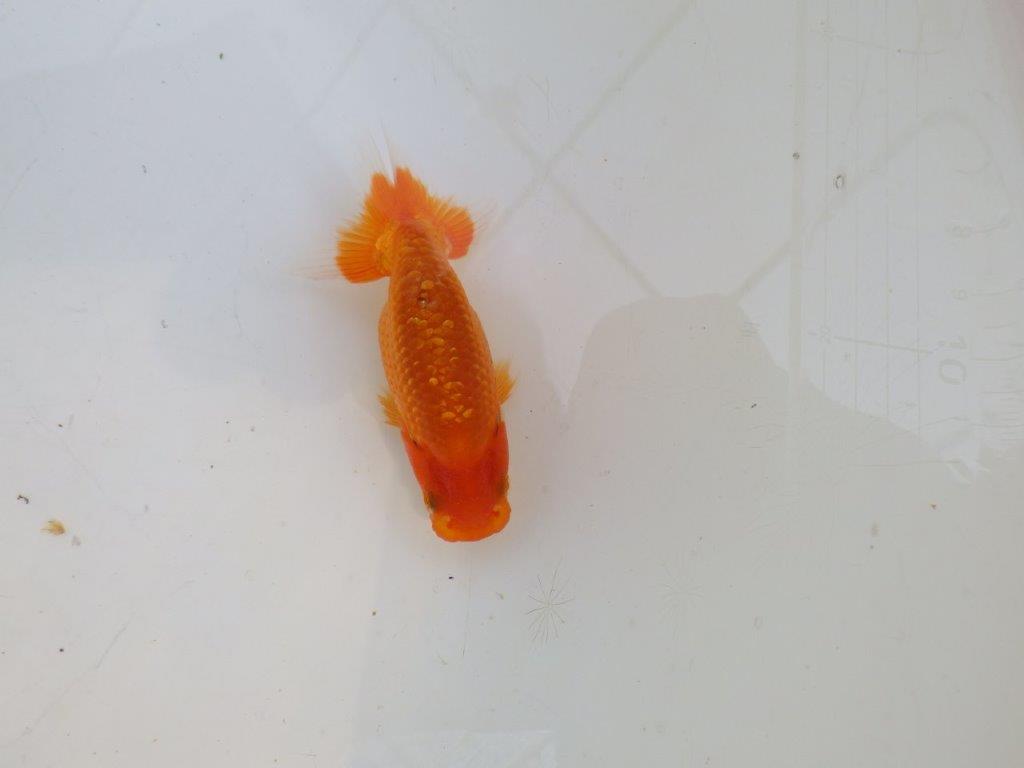 【愛知M 様作　当歳らんちゅう 期間限定販売】雰囲気の良い魚　約8㎝　性別不明