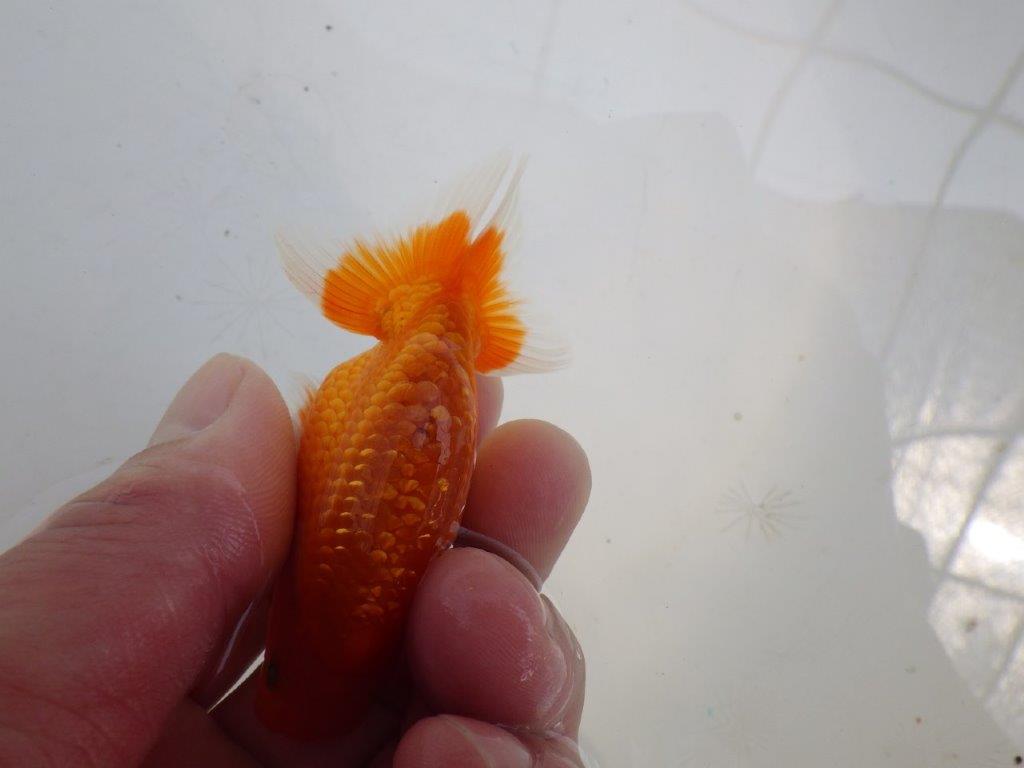 【愛知M 様作　当歳らんちゅう 期間限定販売】雰囲気の良い魚　約8㎝　性別不明