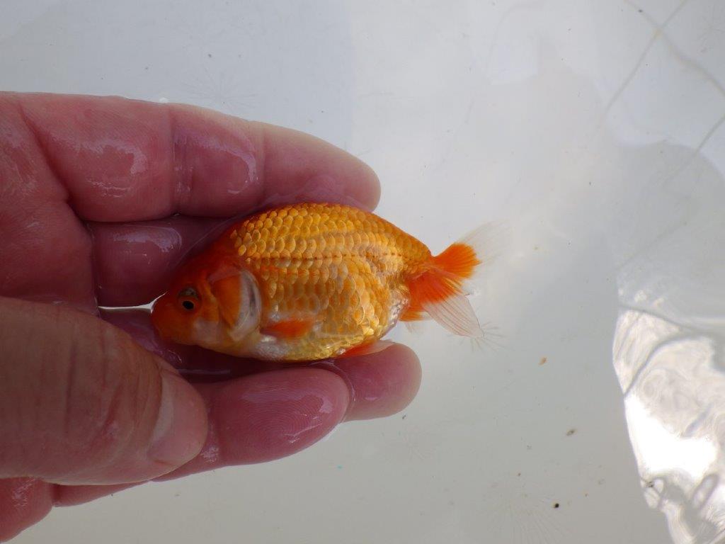 【愛知M 様作　当歳らんちゅう 期間限定販売】雰囲気の良い魚　約8㎝　性別不明