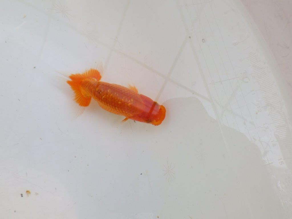 【愛知M 様作　当歳らんちゅう 期間限定販売】雰囲気の良い魚　約8㎝　性別不明