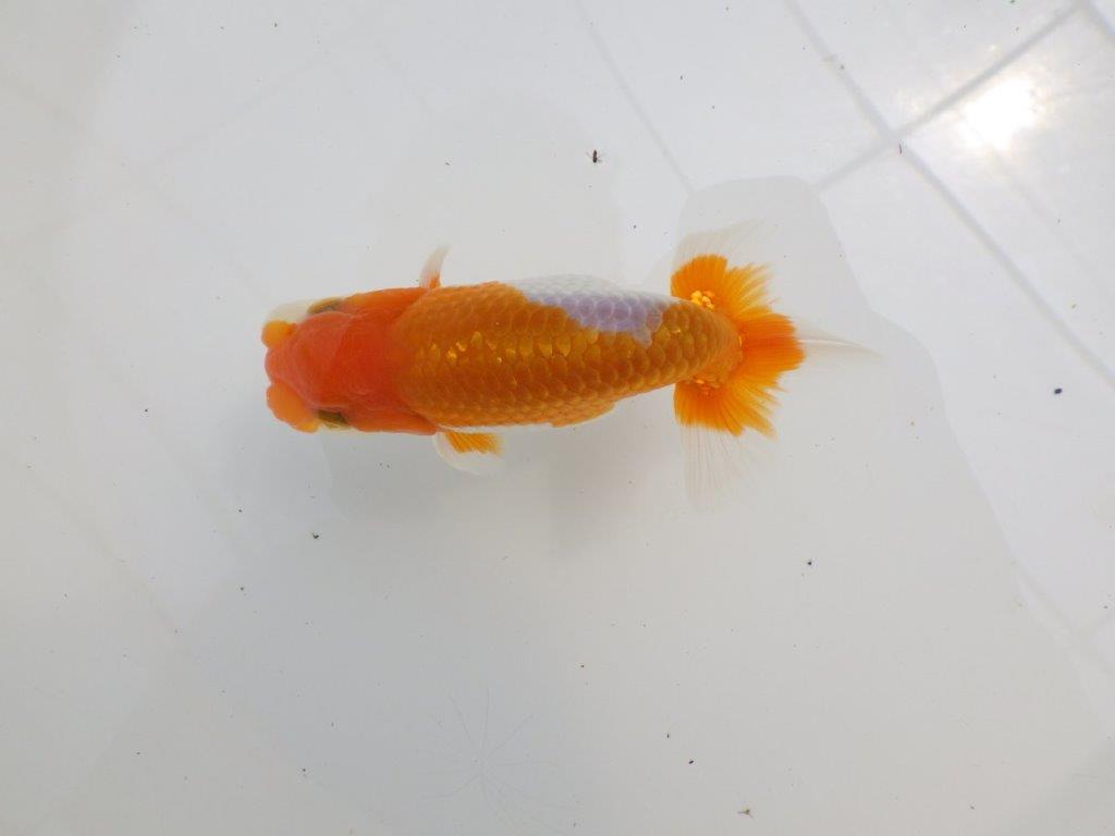 【全国大会西大関獲得ブリーダー 】今後さらに良くなる!?二歳らんちゅう約12㎝オス