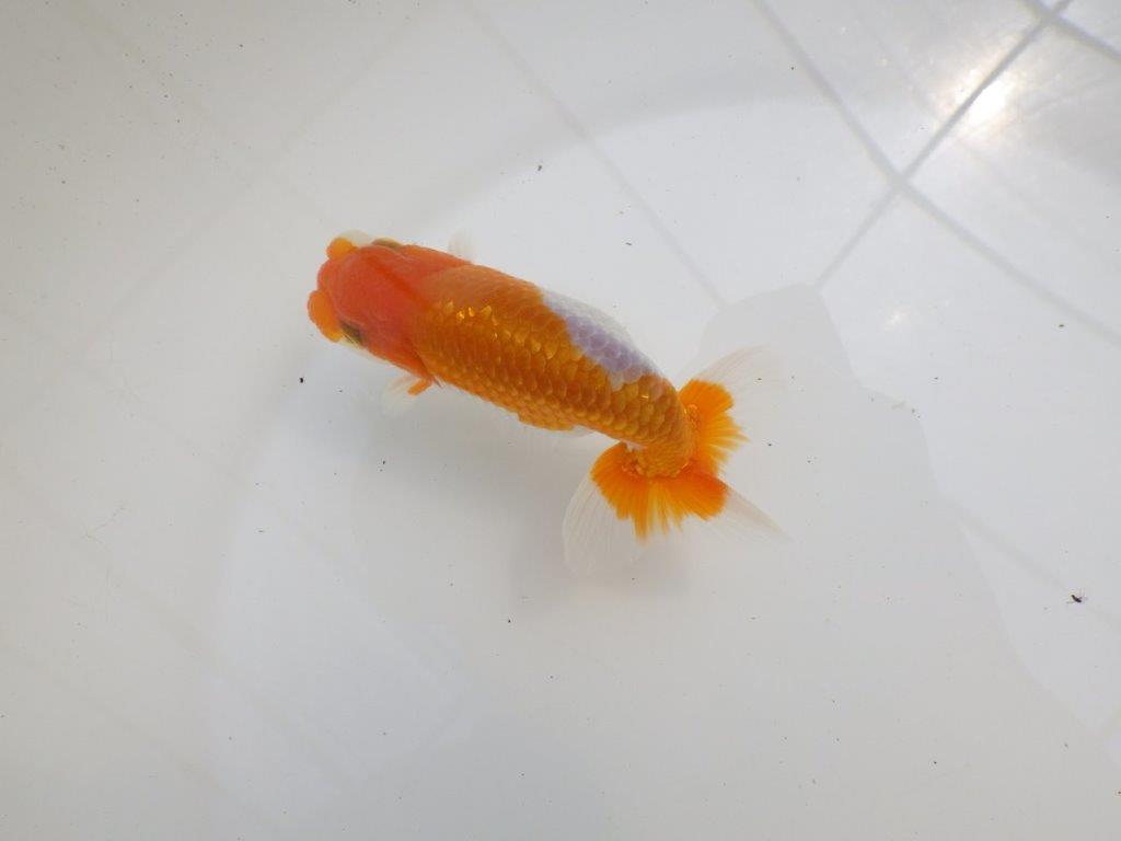 【全国大会西大関獲得ブリーダー 】今後さらに良くなる!?二歳らんちゅう約12㎝オス