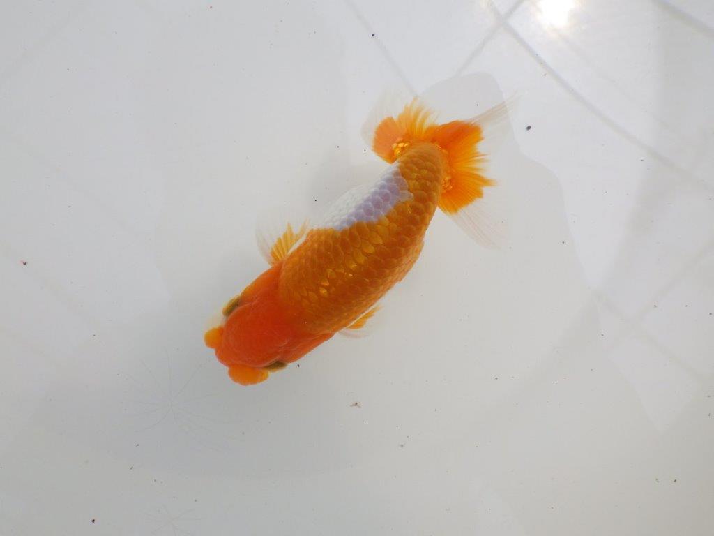 【全国大会西大関獲得ブリーダー 】今後さらに良くなる!?二歳らんちゅう約12㎝オス