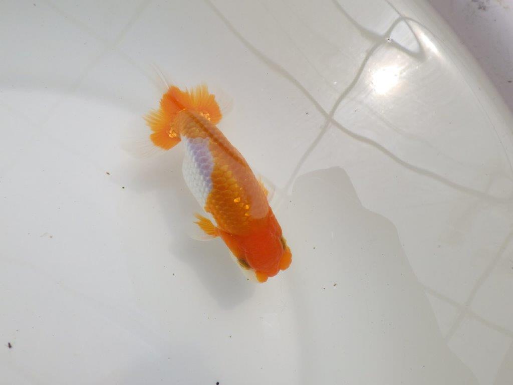 【全国大会西大関獲得ブリーダー 】今後さらに良くなる!?二歳らんちゅう約12㎝オス