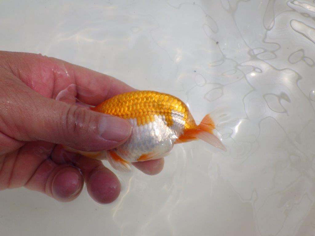 【全国大会西大関獲得ブリーダー 】今後さらに良くなる!?二歳らんちゅう約12㎝オス