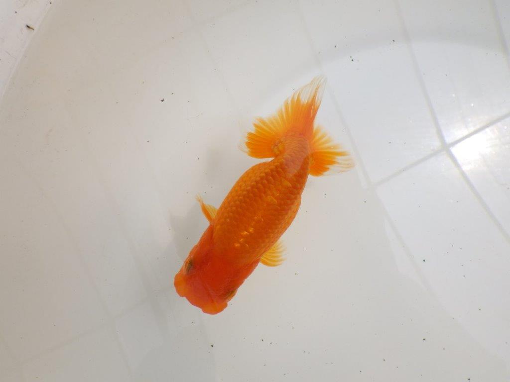 【全国大会西大関獲得ブリーダー 】サイズが伸びれば品評大会！？二歳らんちゅう約13㎝オス