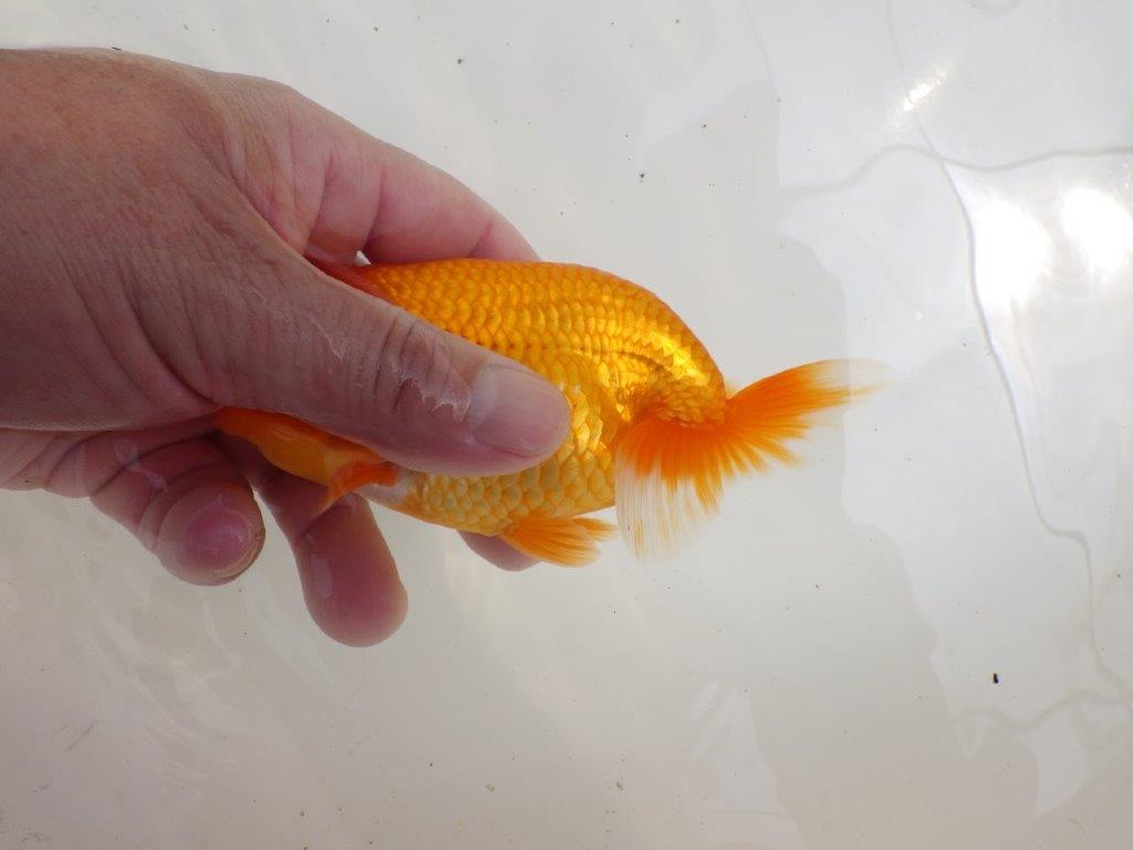 【全国大会西大関獲得ブリーダー 】サイズが伸びれば品評大会！？二歳らんちゅう約13㎝オス