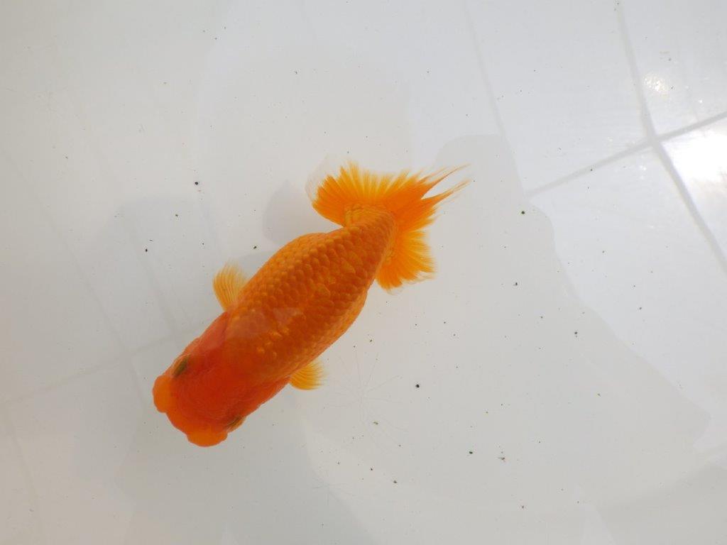 【全国大会西大関獲得ブリーダー 】サイズが伸びれば品評大会！？二歳らんちゅう約13㎝オス