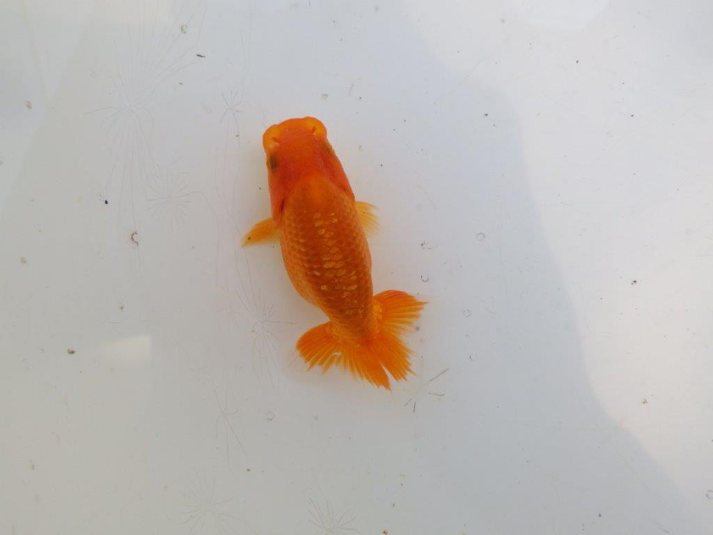 【愛知M 様作　当歳らんちゅう 期間限定販売】今後に期待の魚　約8㎝　性別不明