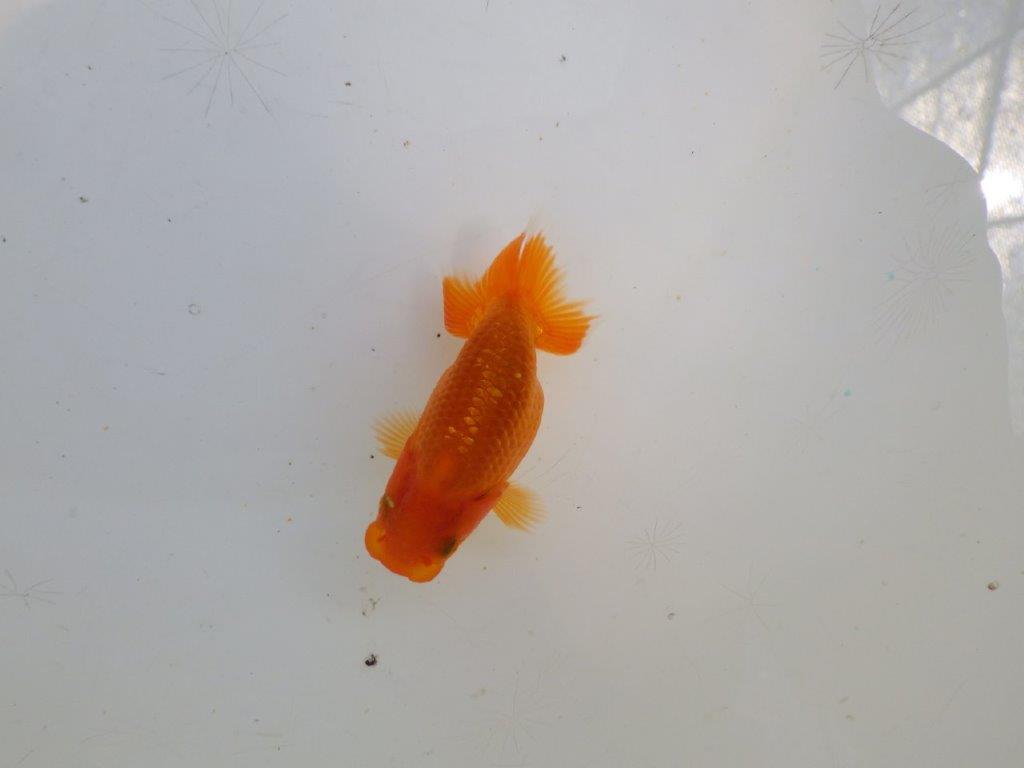 【愛知M 様作　当歳らんちゅう 期間限定販売】今後に期待の魚　約8㎝　性別不明