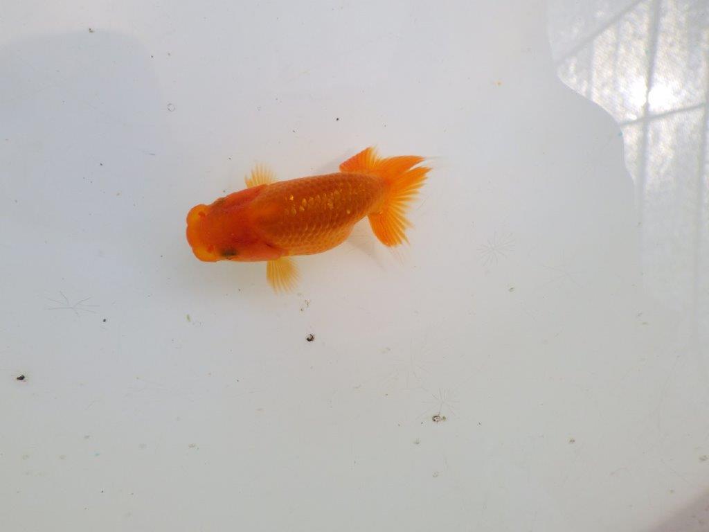 【愛知M 様作　当歳らんちゅう 期間限定販売】今後に期待の魚　約8㎝　性別不明