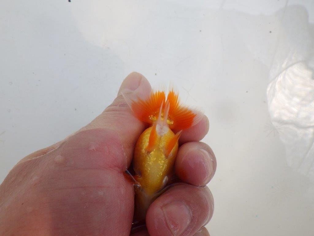 【愛知M 様作　当歳らんちゅう 期間限定販売】今後に期待の魚　約8㎝　性別不明