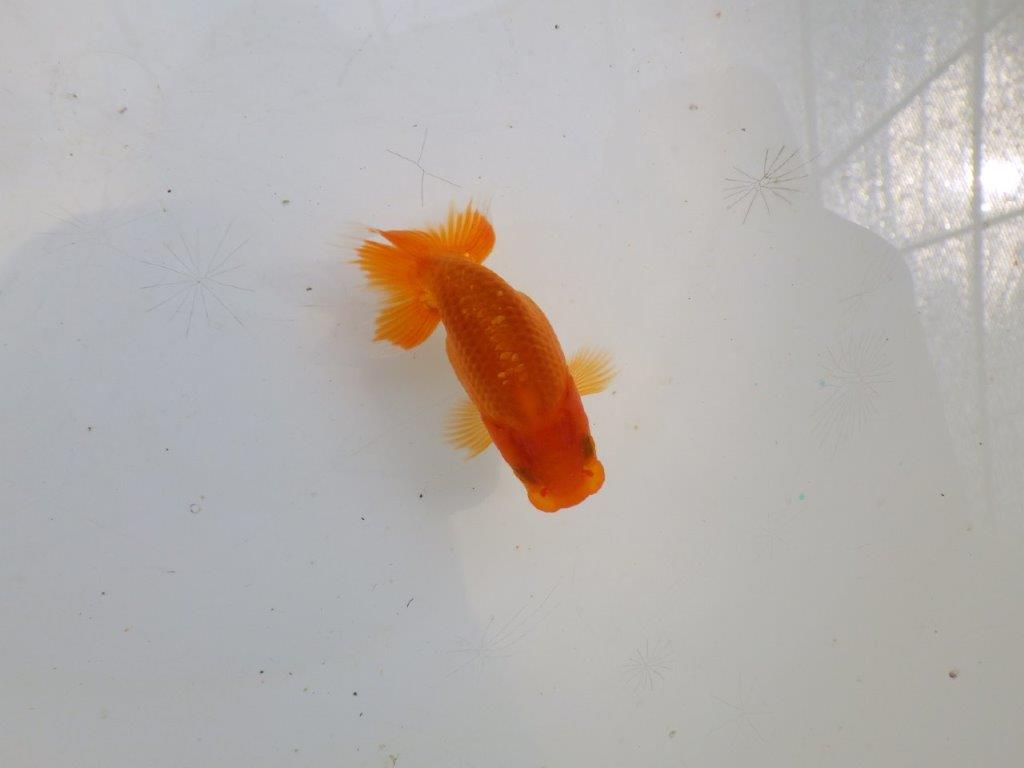【愛知M 様作　当歳らんちゅう 期間限定販売】今後に期待の魚　約8㎝　性別不明