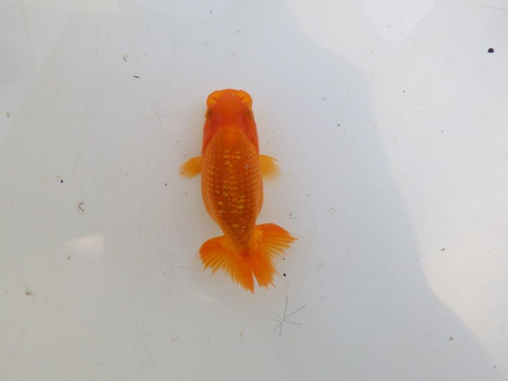 【愛知M 様作　当歳らんちゅう 期間限定販売】今後に期待の魚　約8㎝　性別不明