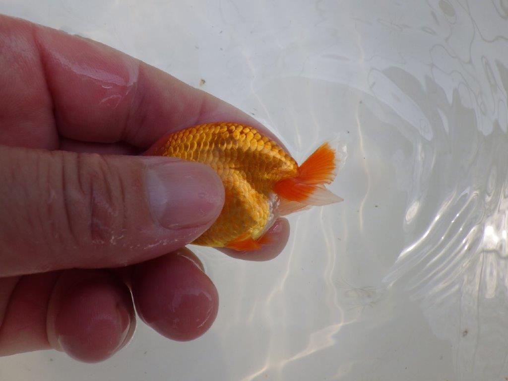 【愛知M 様作　当歳らんちゅう 期間限定販売】今後に期待の魚　約8㎝　性別不明