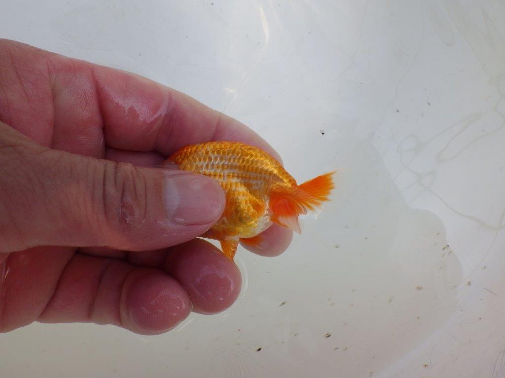 【愛知M 様作　当歳らんちゅう 期間限定販売】尾張りが良く柄も綺麗！！　約8㎝　性別不明