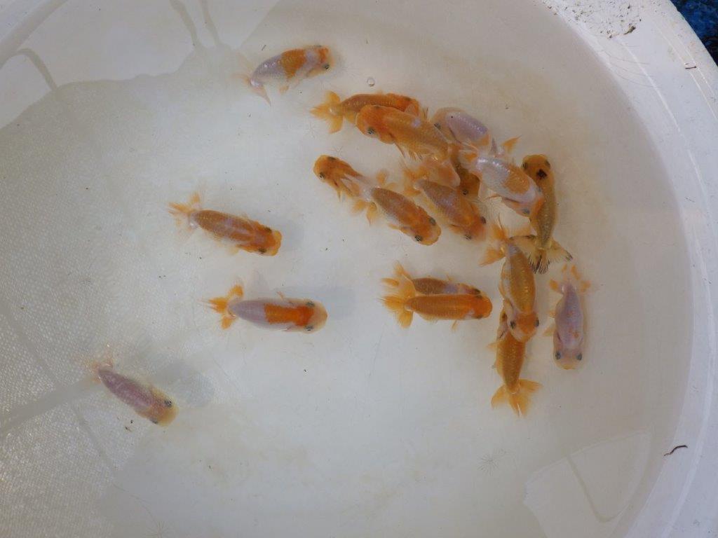 【らんちゅう飼育に挑戦セット】色変わりを終えて魚が丈夫な５尾セット約5~6㎝