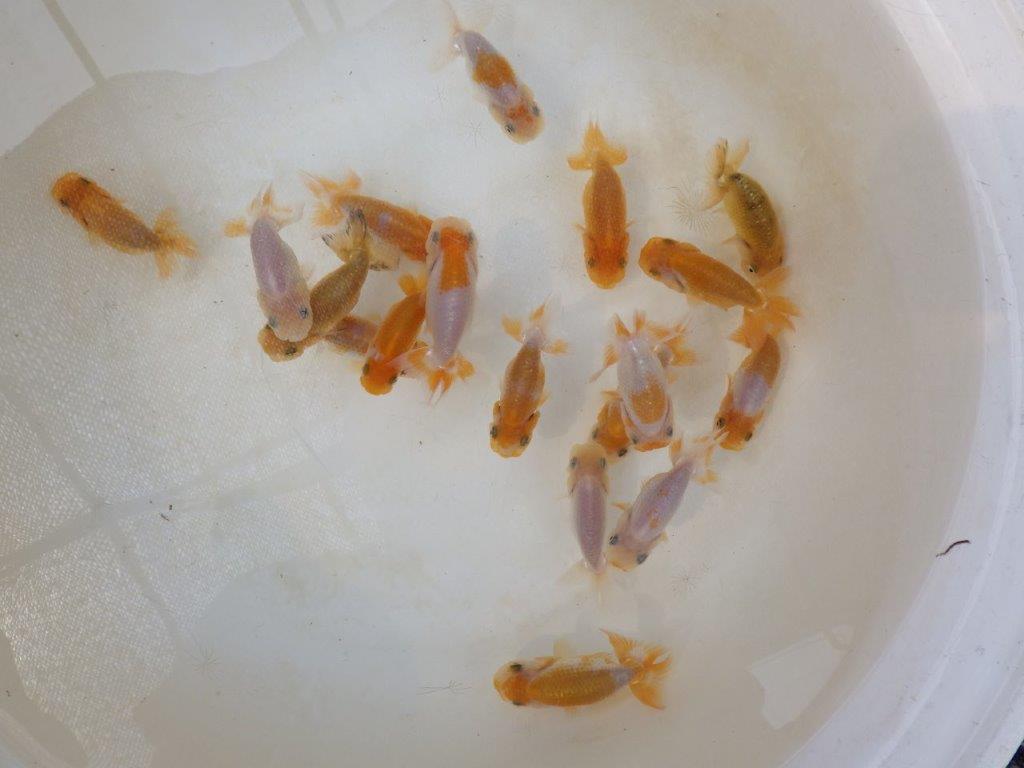 【らんちゅう飼育に挑戦セット】色変わりを終えて魚が丈夫な５尾セット約5~6㎝