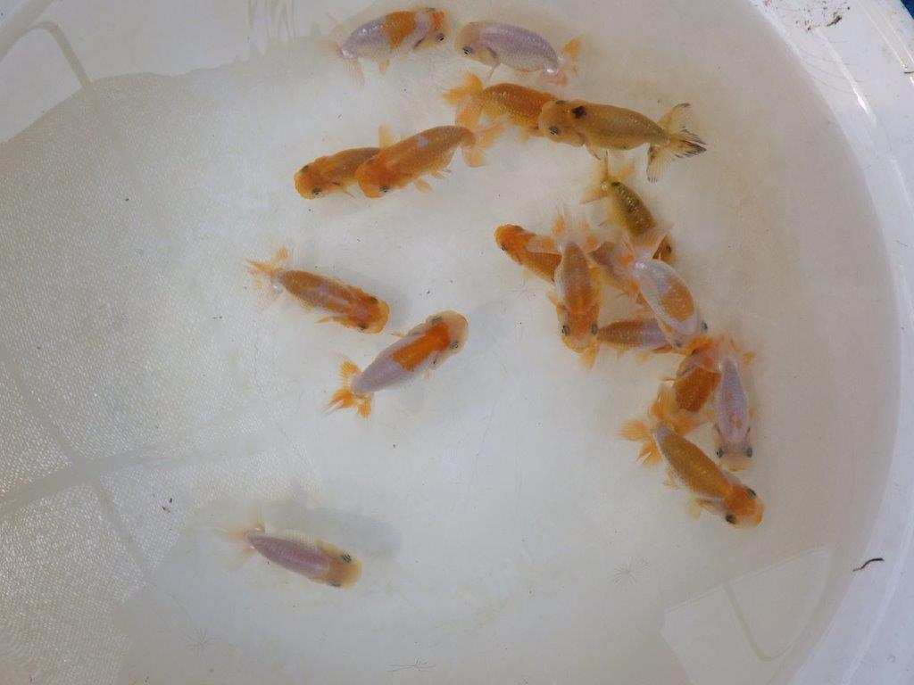 【らんちゅう飼育に挑戦セット】色変わりを終えて魚が丈夫な５尾セット約5~6㎝