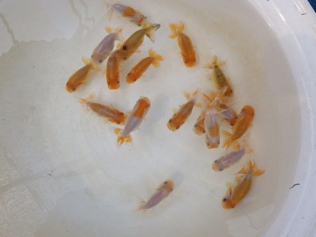 【らんちゅう飼育に挑戦セット】色変わりを終えて魚が丈夫な５尾セット約5~6㎝