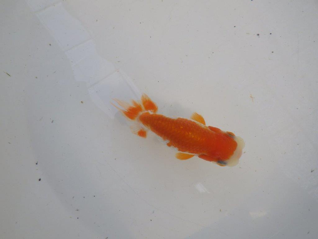 背、腰の綺麗な更紗　明け二歳魚　 　約11,5ｃｍ　メス【管理魚】