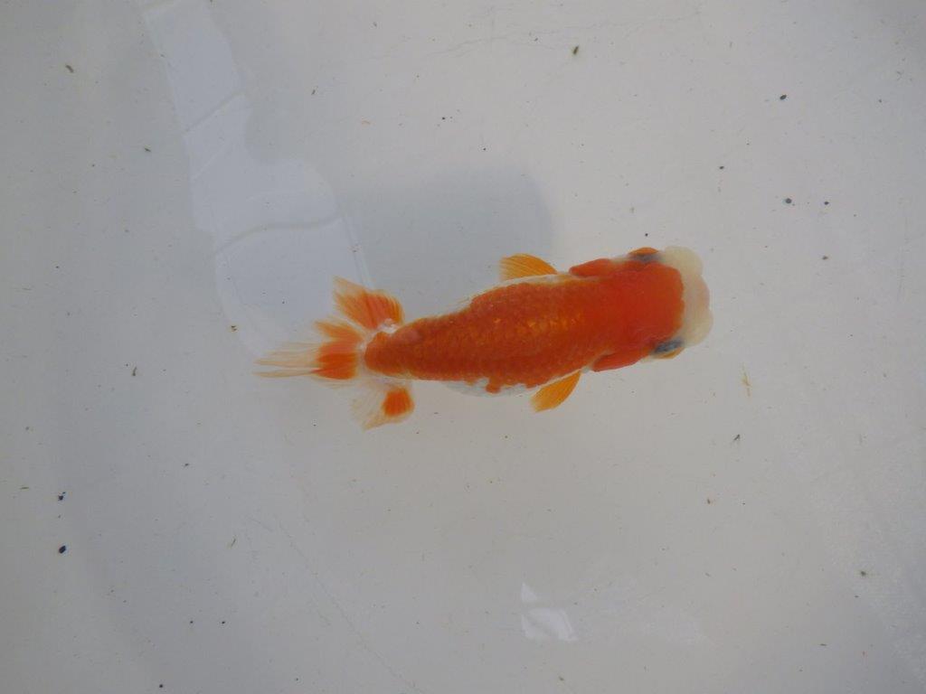 背、腰の綺麗な更紗　明け二歳魚　 　約11,5ｃｍ　メス【管理魚】