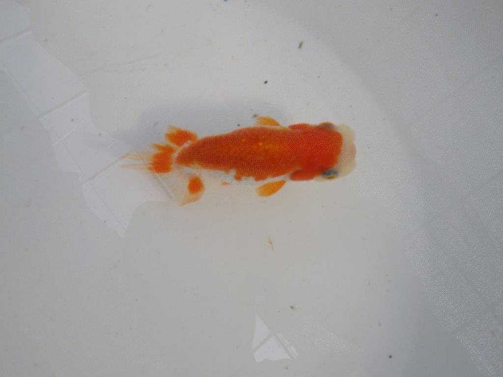 背、腰の綺麗な更紗　明け二歳魚　 　約11,5ｃｍ　メス【管理魚】