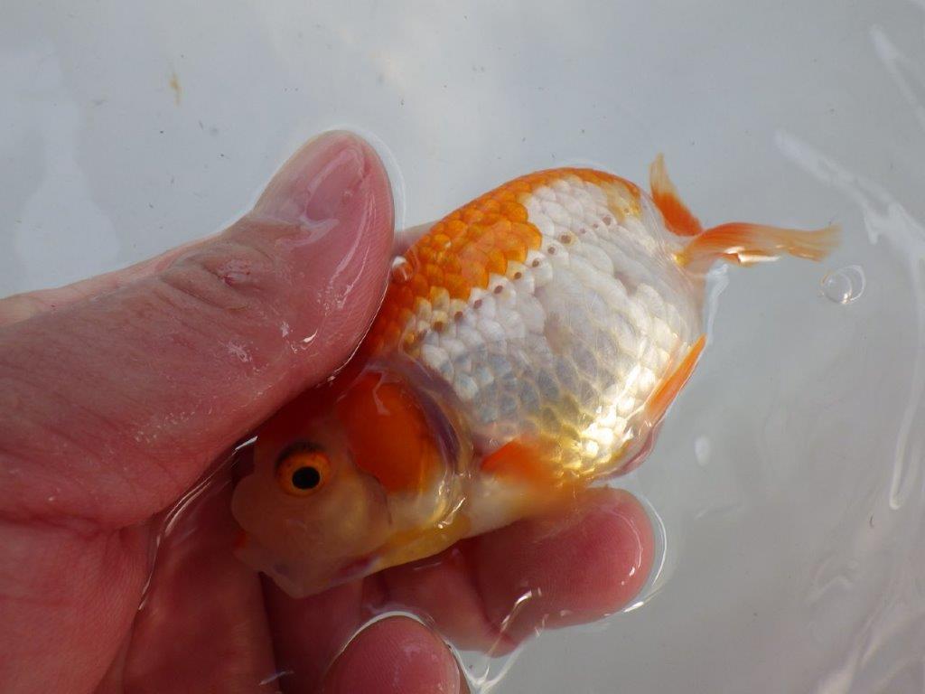 背、腰の綺麗な更紗　明け二歳魚　 　約11,5ｃｍ　メス【管理魚】