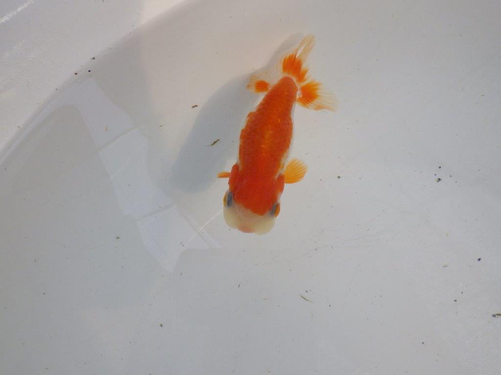 背、腰の綺麗な更紗　明け二歳魚　 　約11,5ｃｍ　メス【管理魚】