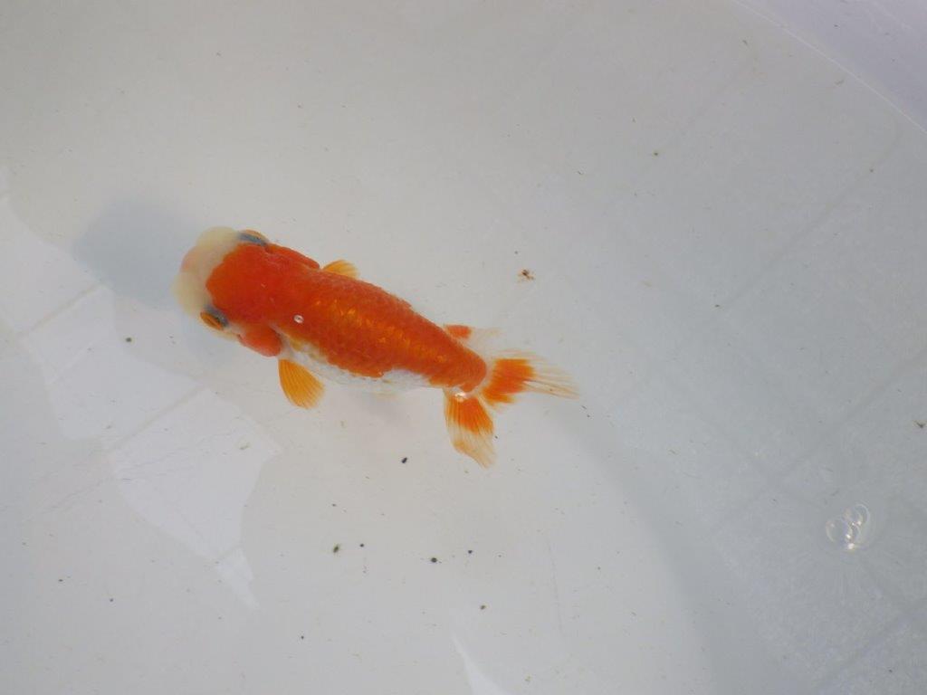 背、腰の綺麗な更紗　明け二歳魚　 　約11,5ｃｍ　メス【管理魚】