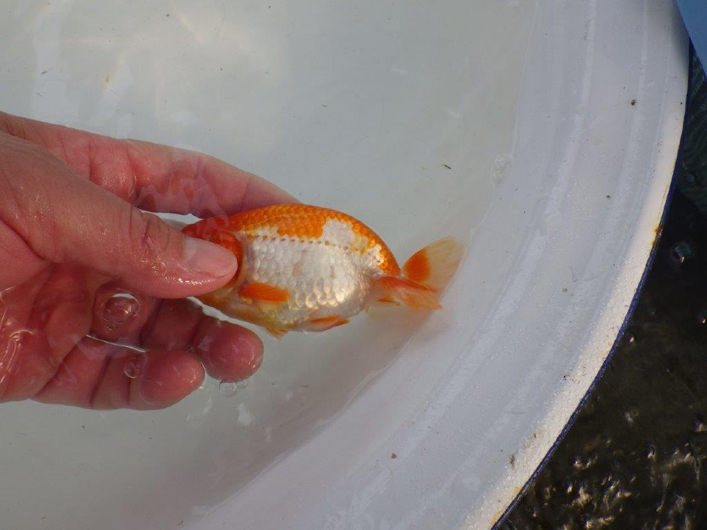 背、腰の綺麗な更紗　明け二歳魚　 　約11,5ｃｍ　メス【管理魚】