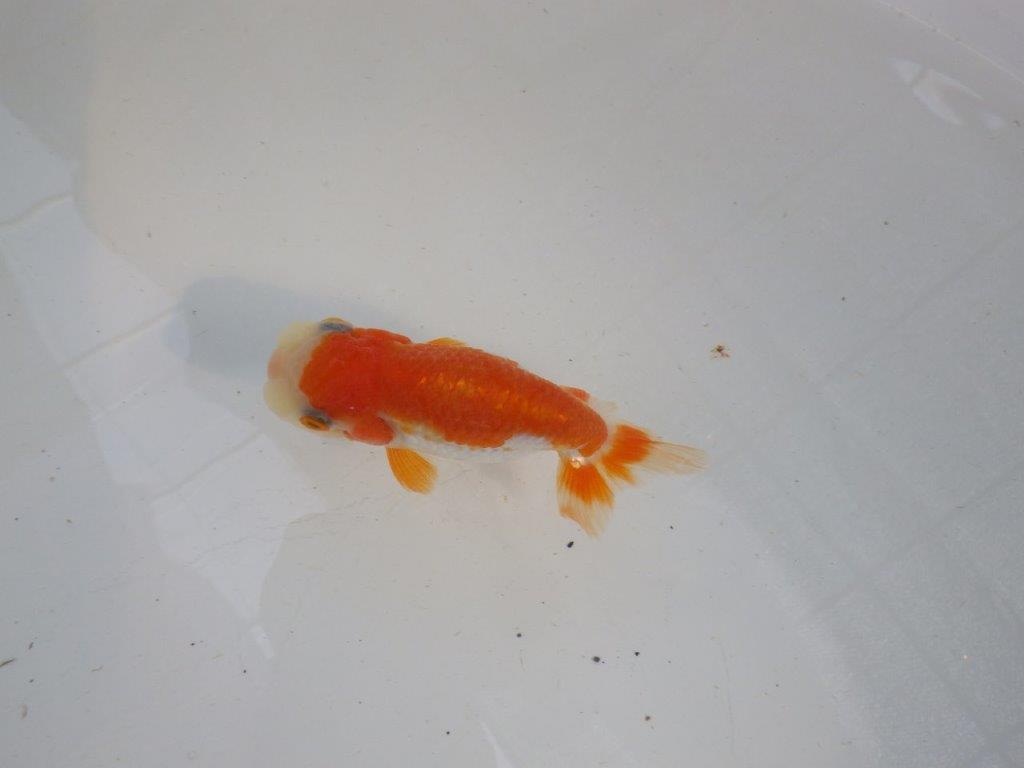 背、腰の綺麗な更紗　明け二歳魚　 　約11,5ｃｍ　メス【管理魚】