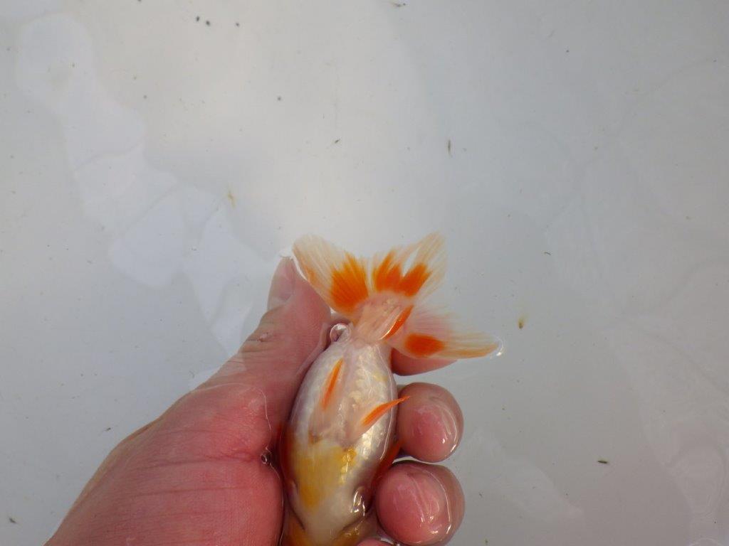 背、腰の綺麗な更紗　明け二歳魚　 　約11,5ｃｍ　メス【管理魚】