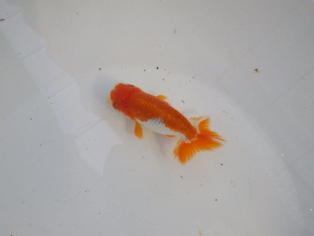 頭、尾型の良い更紗らんちゅう　明け二歳魚　 　約11ｃｍ　オス【管理魚】