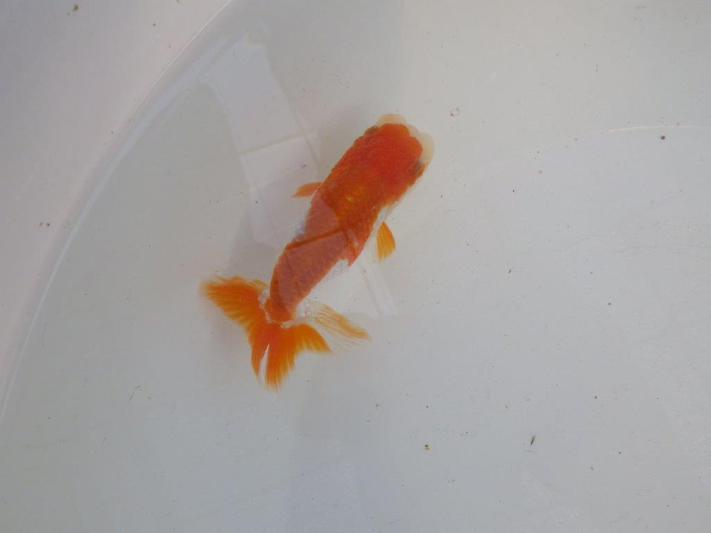 頭、尾型の良い更紗らんちゅう　明け二歳魚　 　約11ｃｍ　オス【管理魚】