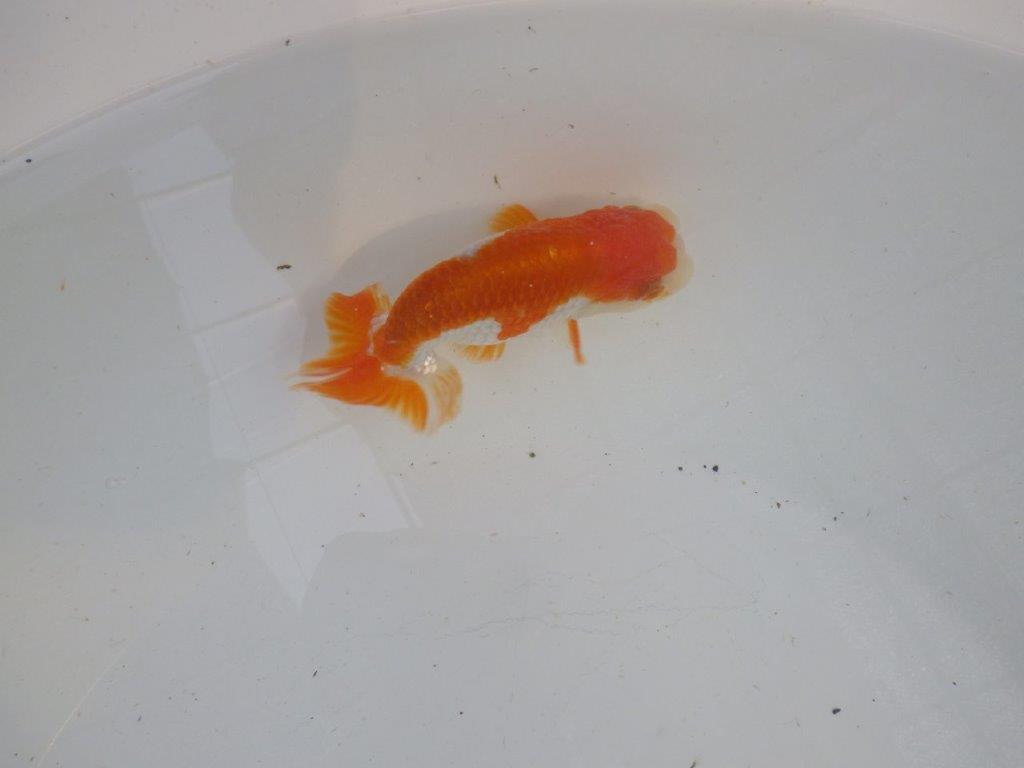 頭、尾型の良い更紗らんちゅう　明け二歳魚　 　約11ｃｍ　オス【管理魚】