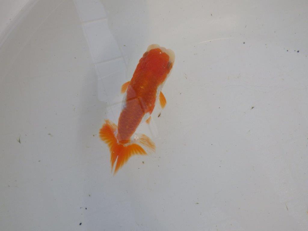 頭、尾型の良い更紗らんちゅう　明け二歳魚　 　約11ｃｍ　オス【管理魚】