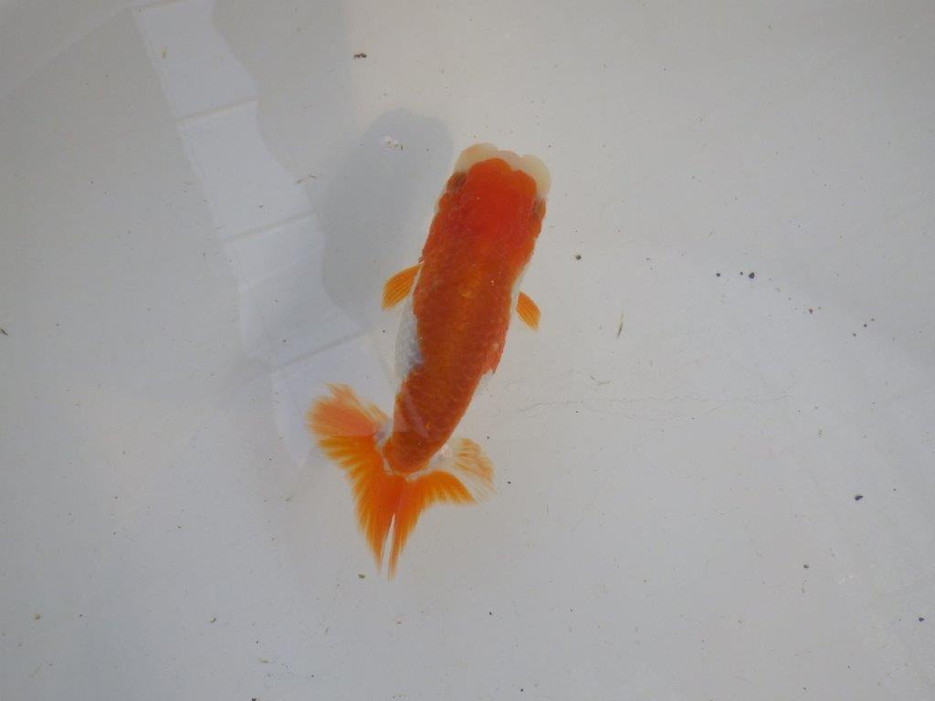 頭、尾型の良い更紗らんちゅう　明け二歳魚　 　約11ｃｍ　オス【管理魚】